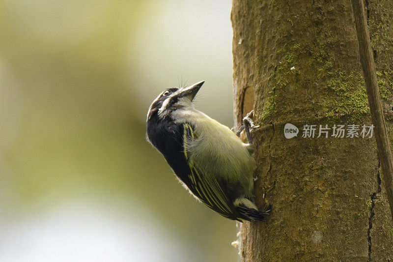 Yellow-rumped Tinkerbird